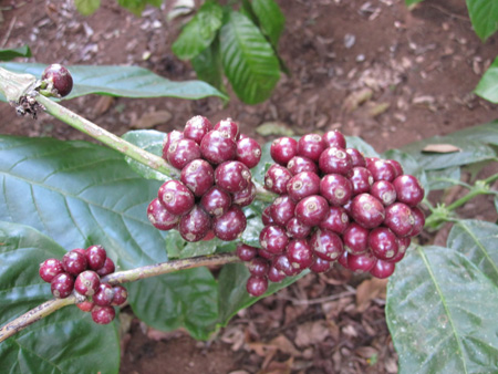 Coffee harvested in Central Highlands